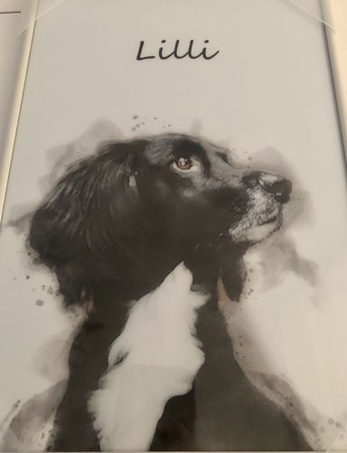 Customer photo review of Individuelles Haustierporträt - Posterdruck