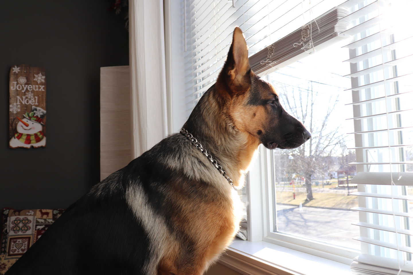 Customer photo review of THE ROLLA