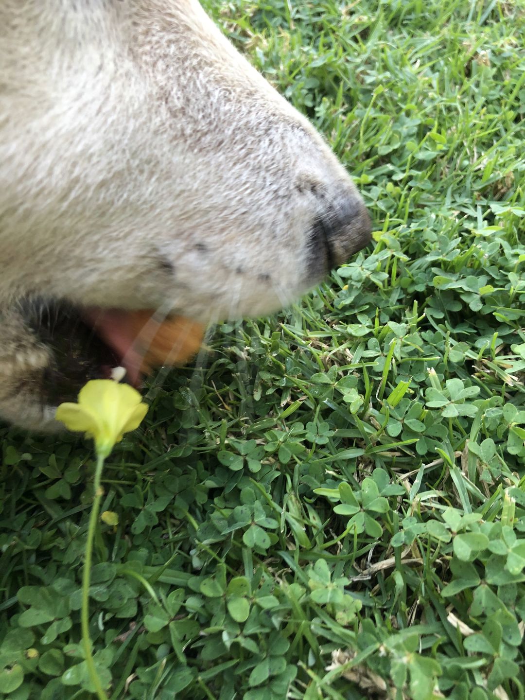 Customer photo review of Dog and Cat Fish Ball Treats