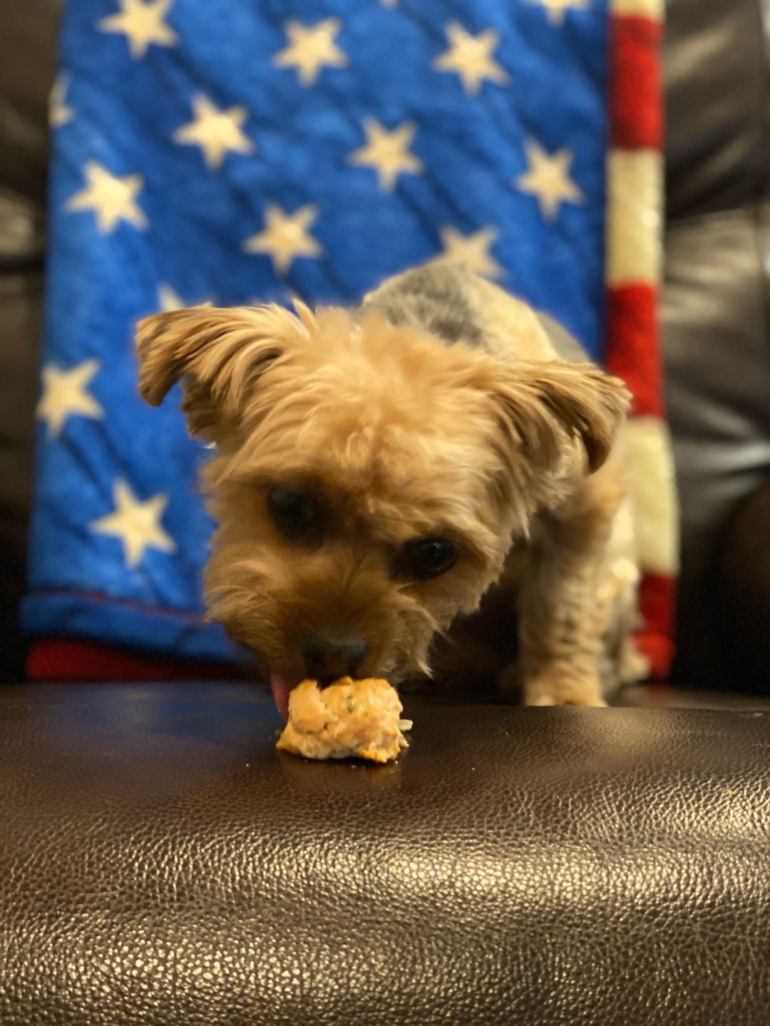 Customer photo review of Dog and Cat Fish Ball Treats