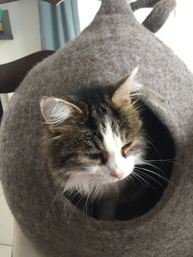 Mon Chat N Est Pas Rentré Depuis 24h Kamili Avis - 527 Avis | www.kamili.fr