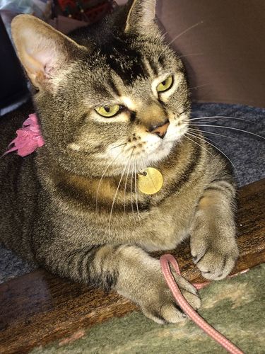 Customer photo review of Sustainable Litter