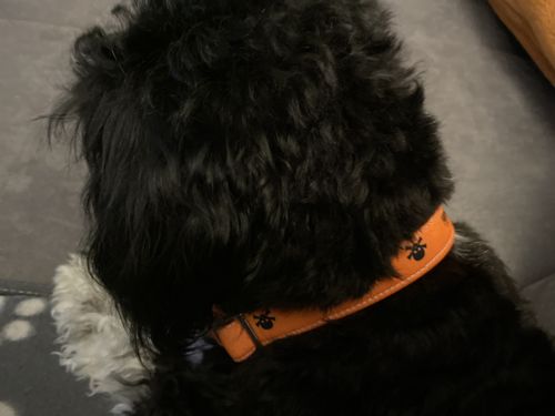Customer photo review of Personalisierbares Hundehalsband