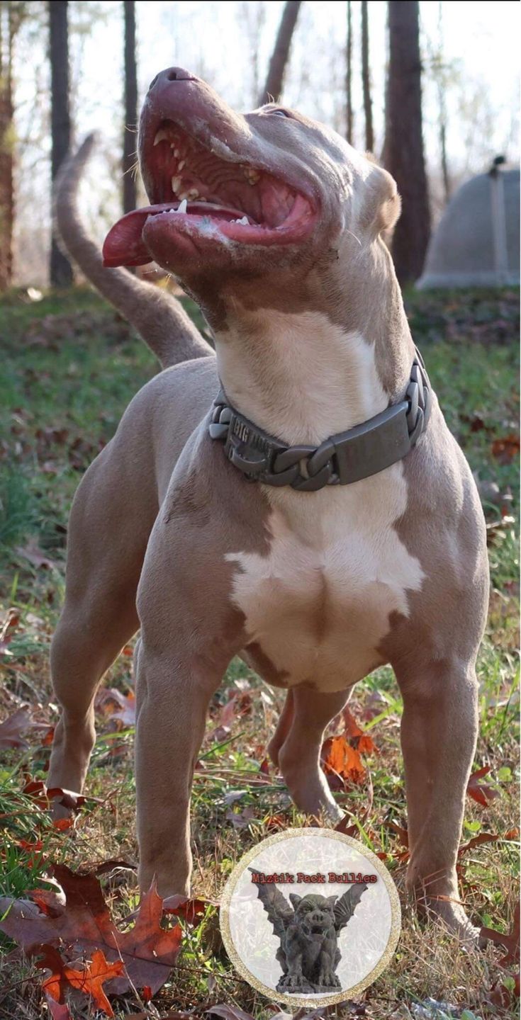 Customer photo review of THE GOLIATH