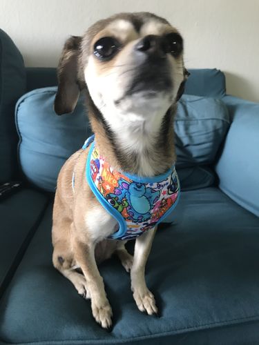 Customer photo review of Monsters dog harness