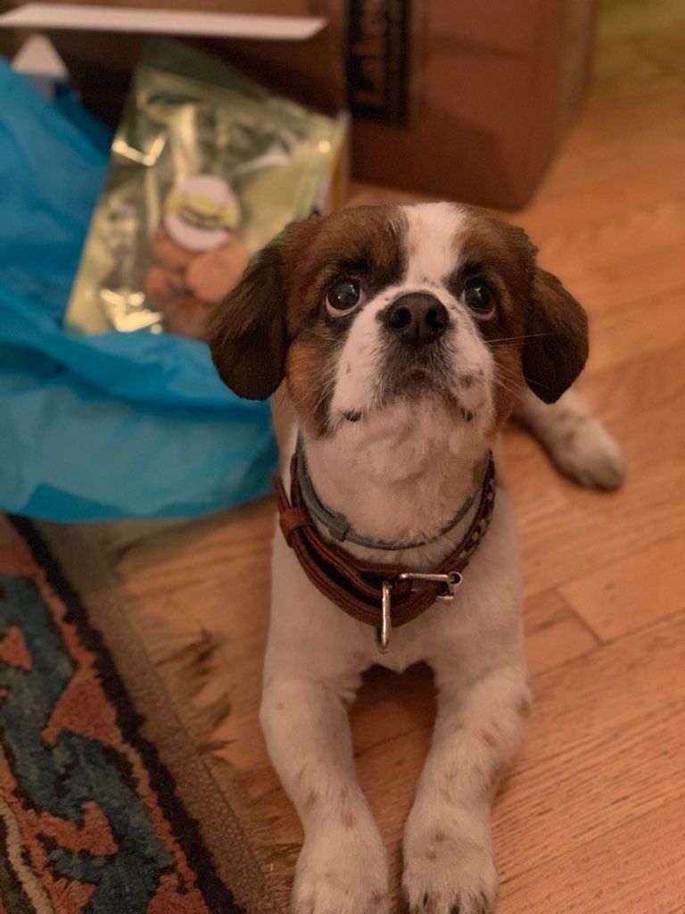 Customer photo review of Dog and Cat Fish Ball Treats