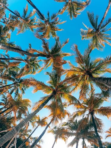 Customer photo review of VIBRANT DREAM LIGHTROOM PRESETS