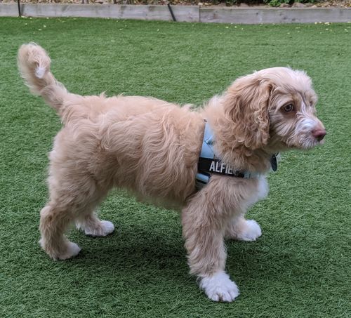 Customer photo review of DF Co. Sky Blue Dog Harness