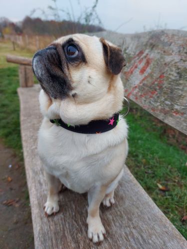Customer photo review of Sterne - schwarz-  Neon - Hundehalsband