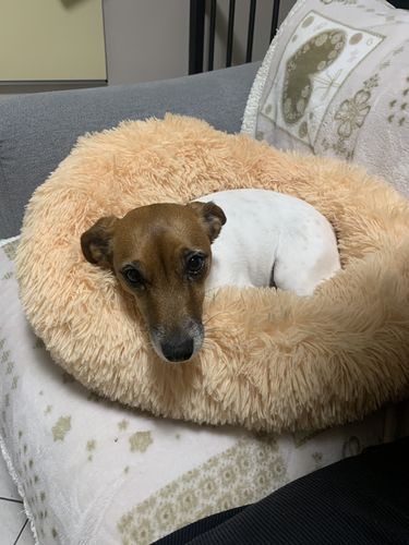 Customer photo review of Cuccia Antistress Per Pelosetti - Super Cucciolo®