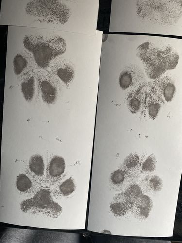 Customer photo review of Magic Inkless Pet Paw Print Kit