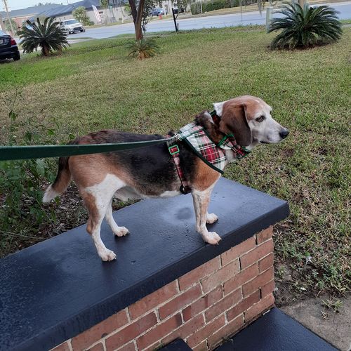 Customer photo review of plaid dog harness