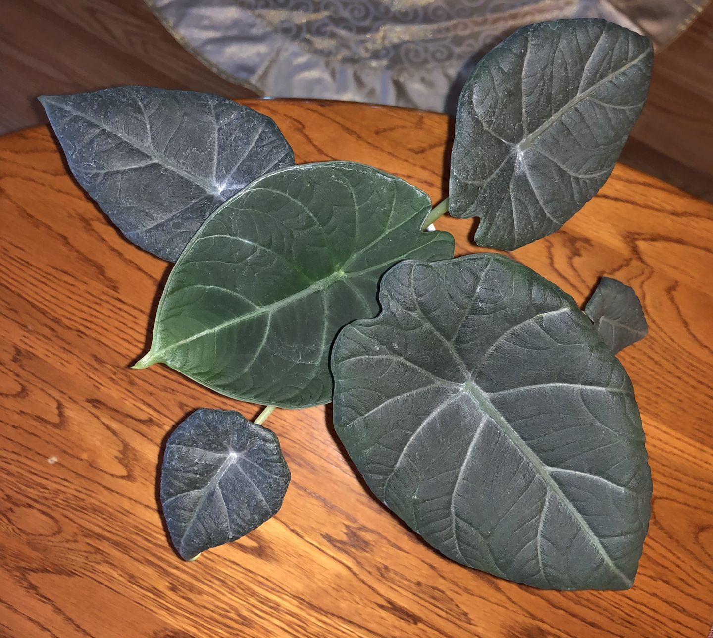 Customer photo review of 4" Alocasia Maharani