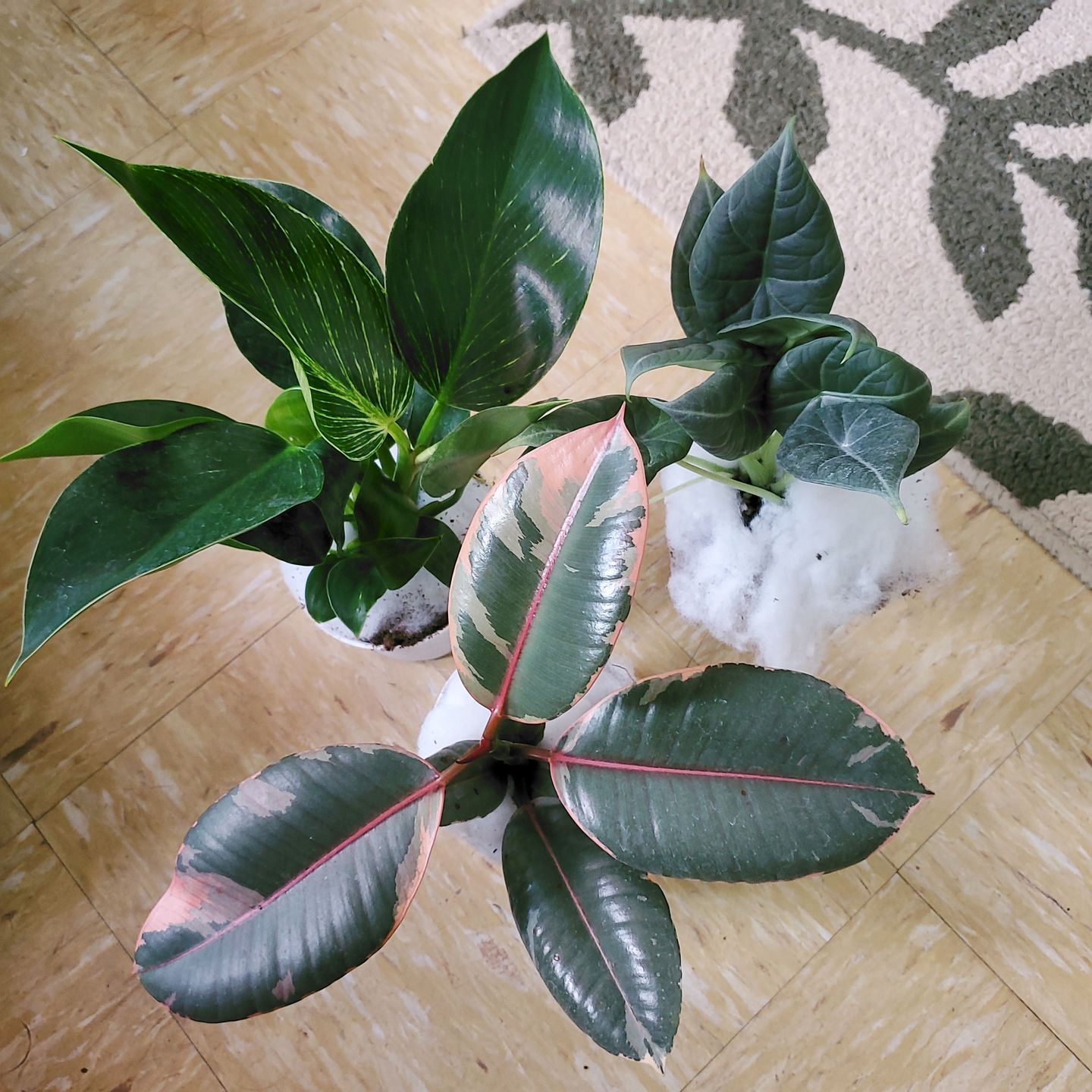 Customer photo review of 4" Alocasia Maharani