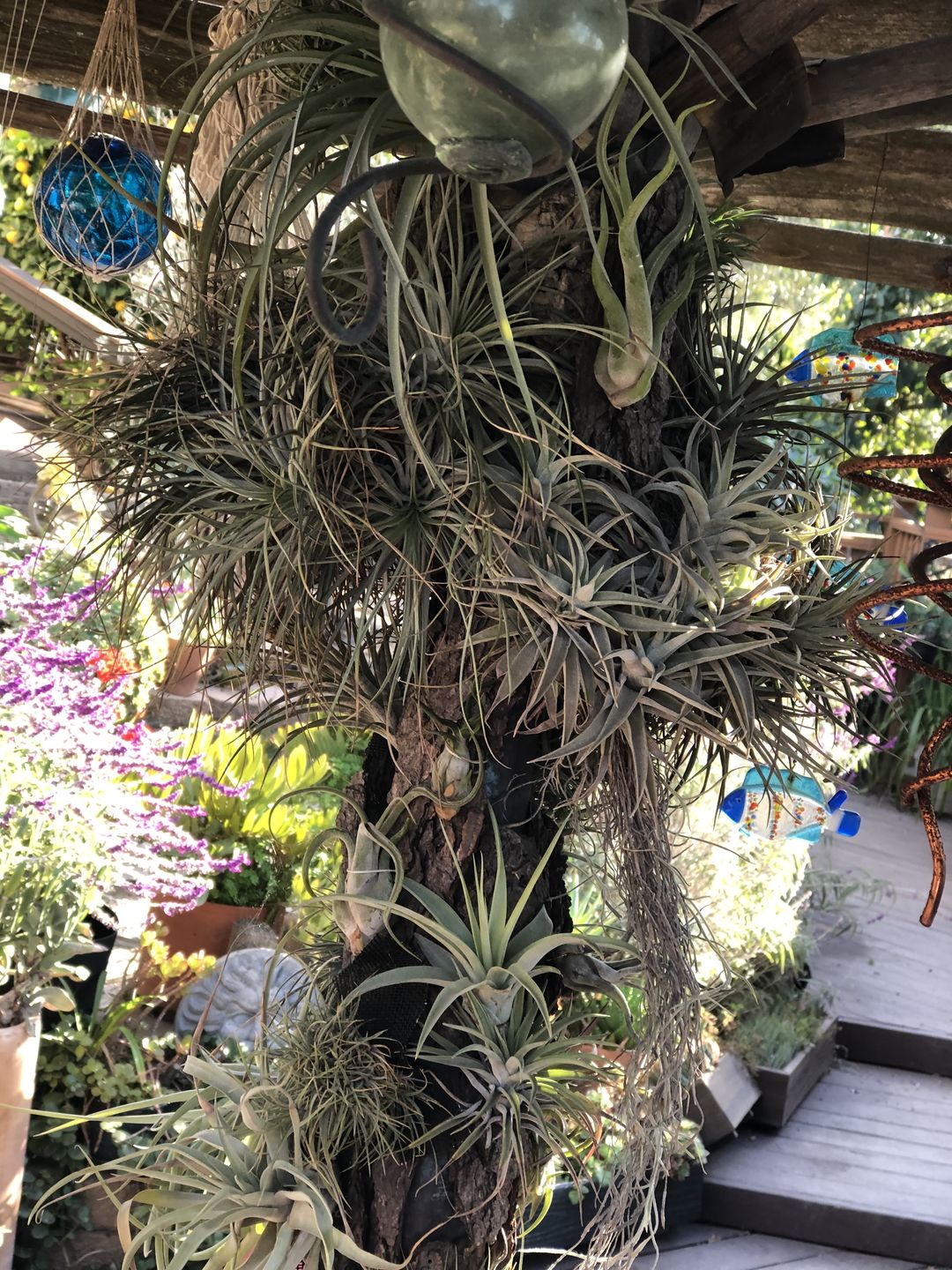 Customer photo review of 15 Pack Premium Air Plants Mix  *Cannot Be Shipped Internationally*
