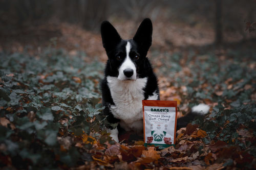 Customer photo review of Bailey's Bacon Flavored Omega Hemp Soft Chews 30 Count Bag w/ 3MG CBD Per Chew