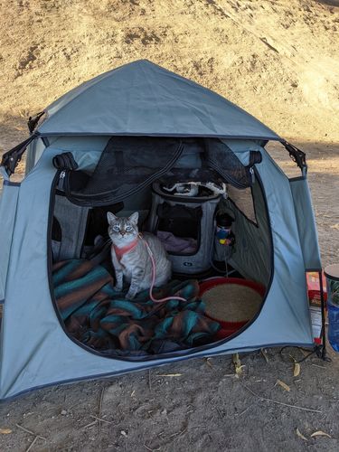 Customer photo review of Pop N' Go® Pets