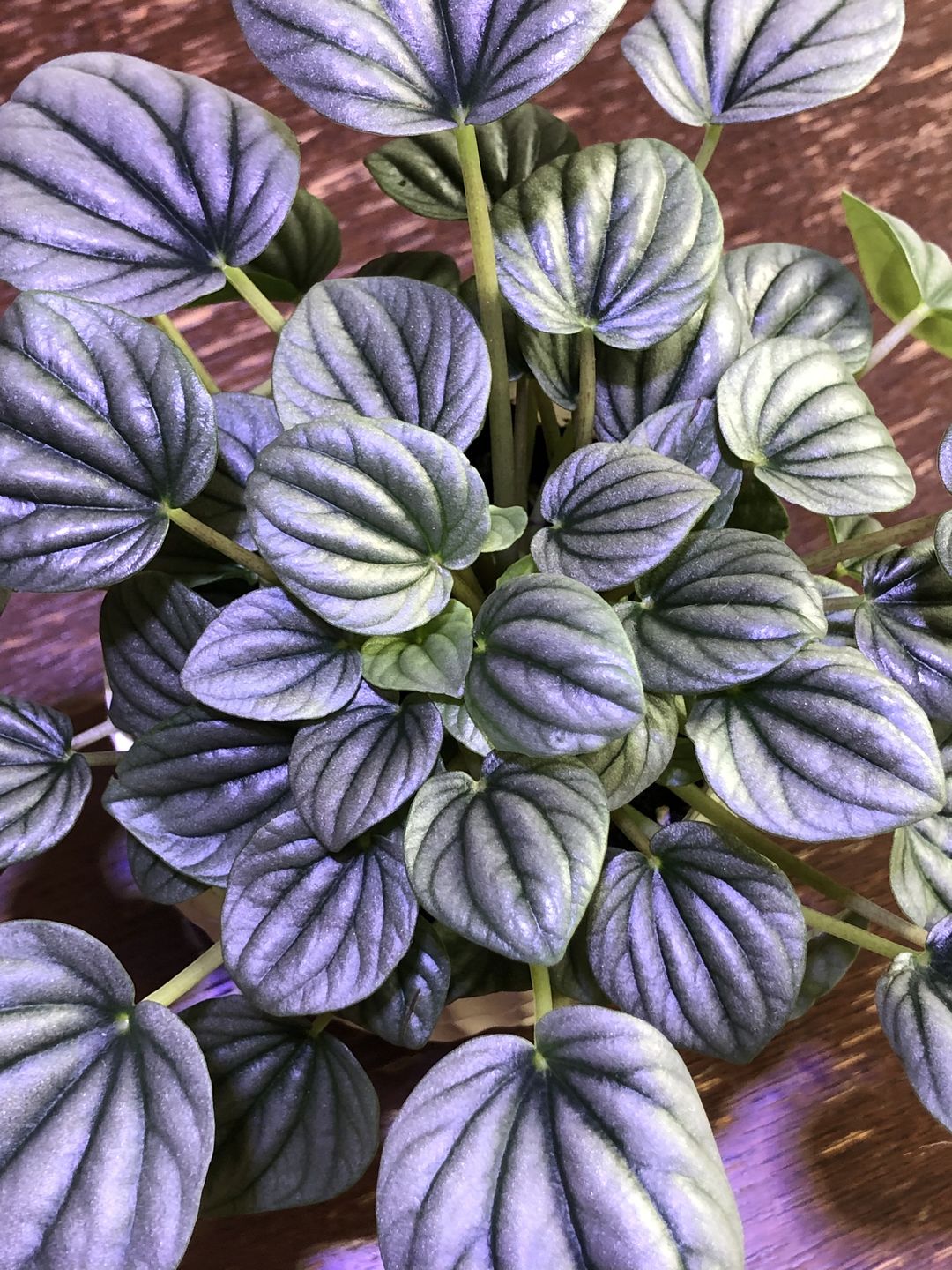 Customer photo review of 4" Peperomia 'Frost'
