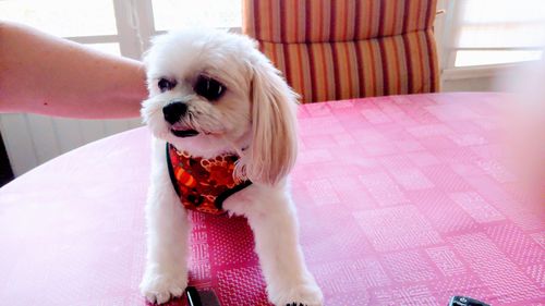 Customer photo review of Thanksgiving turkey dog harness