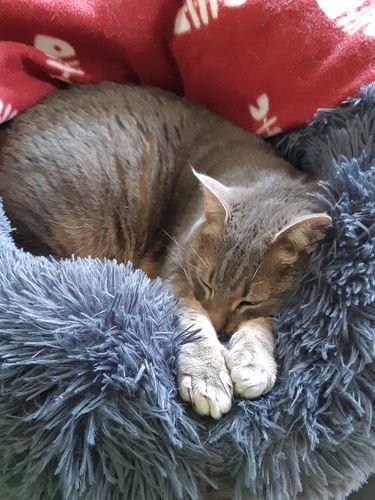 Customer photo review of Lit Apaisant Comfy® |  Pour Chien et Chat