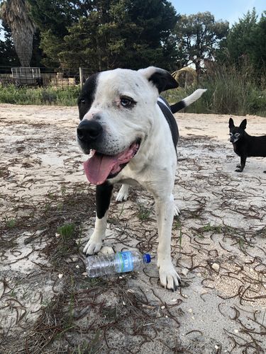 Anna J. review of 10 pack PetPro 200g - Collagen formula for your pets image 1 out of 1