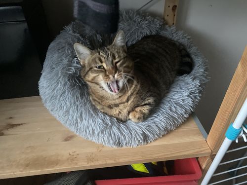 Customer photo review of Lit Apaisant Comfy® |  Pour Chien et Chat