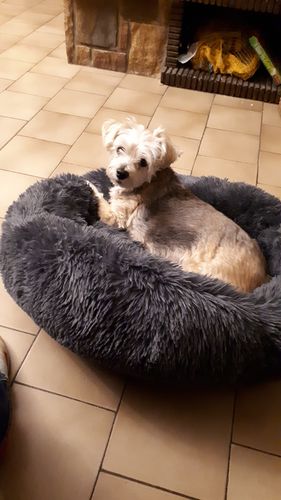 Customer photo review of Lit Apaisant Comfy® |  Pour Chien et Chat
