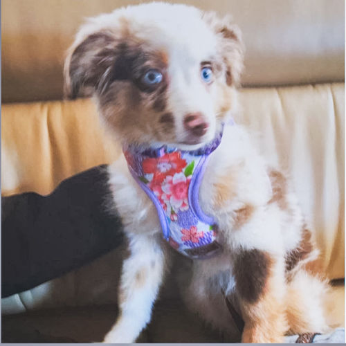 Customer photo review of Purple Floral Kimono dog harness
