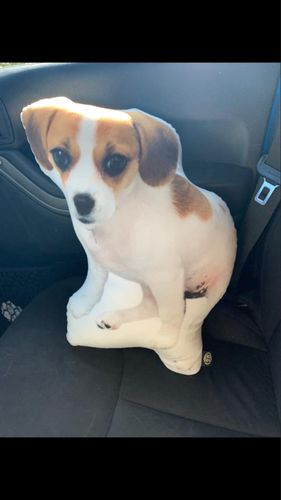 Customer photo review of Custom Dog Pillow