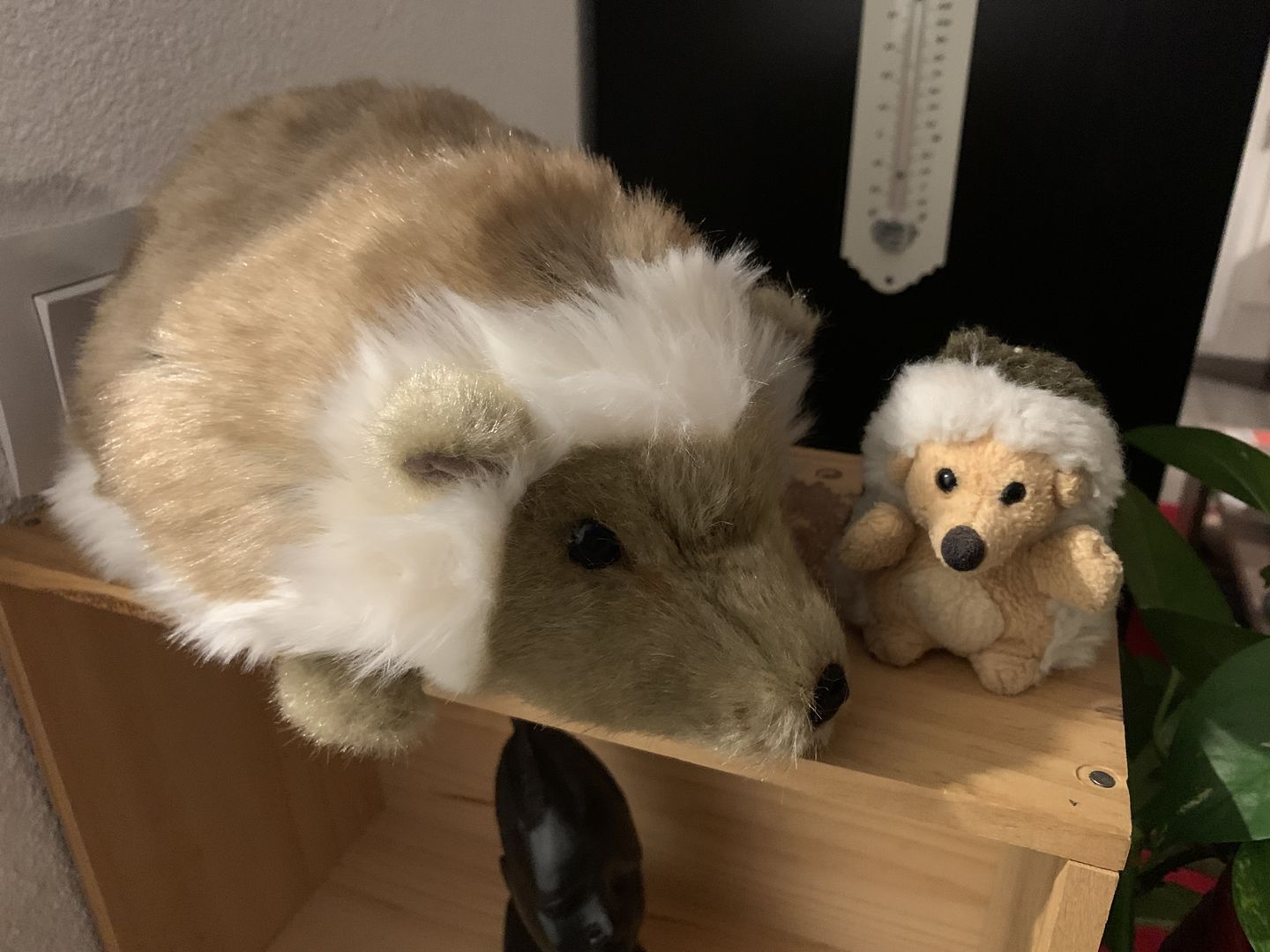 Customer photo review of Mon hérisson Alfred