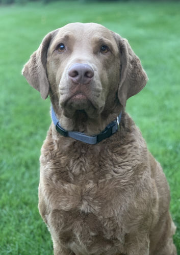 Customer photo review of Bailey's Full Spectrum Hemp Derived CBD Oil For Dogs | 600MG 60ml Tincture