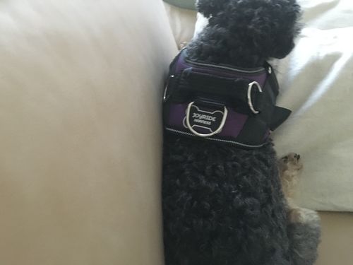 Customer photo review of World's Best Dog Harness