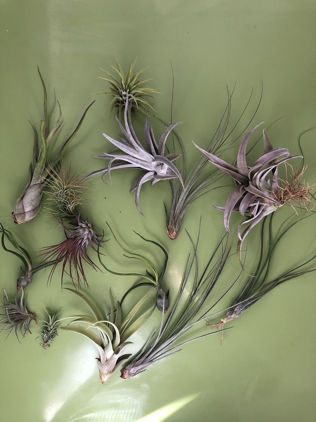 Customer photo review of 10 Pack Premium Air Plants Mix  *Cannot Be Shipped Internationally*