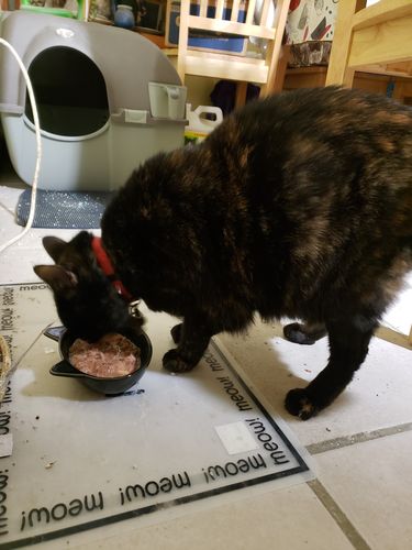 Customer photo review of Tuna & Salmon Recipe Flaked Dinner In Broth Adult Cat Food, 2.8-oz, Case of 12