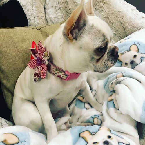Customer photo review of Valentine's Day dog collar Flower/ girl dog bow collar