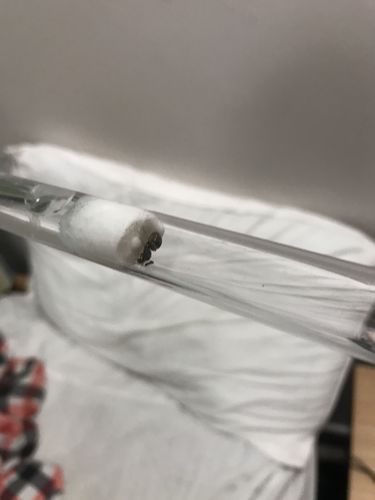 Customer photo review of FREE Black Garden Ant Mated Queen