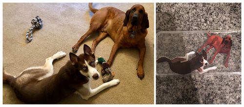 Customer photo review of Custom Pet Phone Case