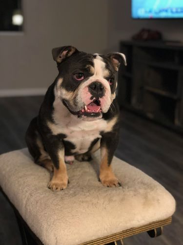 Customer photo review of Argan Oil