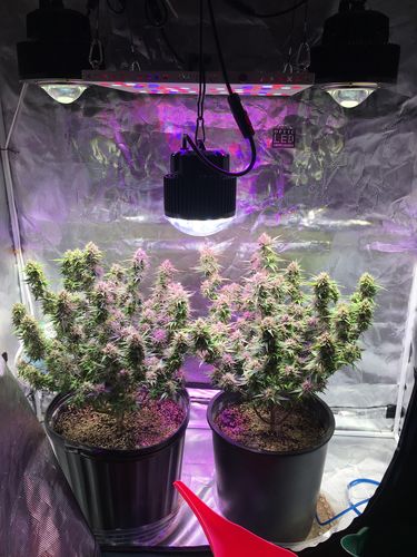 Customer photo review of FAR Red Bloom Enhancer Array 120w - Dimmable (UV/IR)