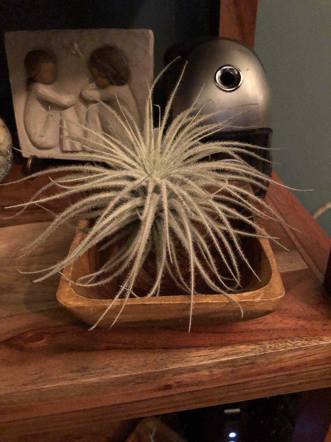 Customer photo review of Tectorum Ecuador  (AKA Snowball)