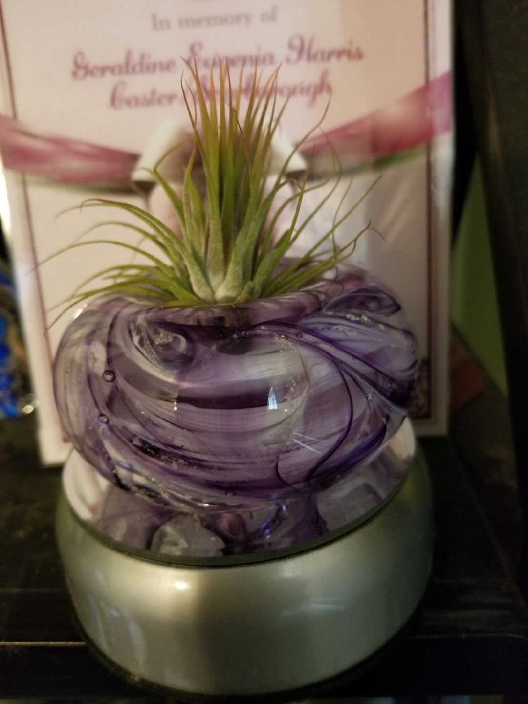 Customer photo review of Medium Air Plant Planter with Cremation Ashes