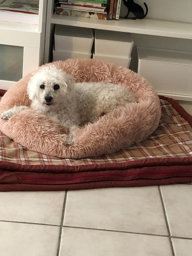 Customer photo review of Lit Apaisant Comfy® |  Pour Chien et Chat