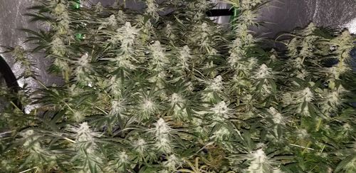 Customer photo review of OPTIC 8+ Dimmable COB LED Grow Light 500W (UV/IR) 3500k COBs - 120 Degree Lenses (5x5)