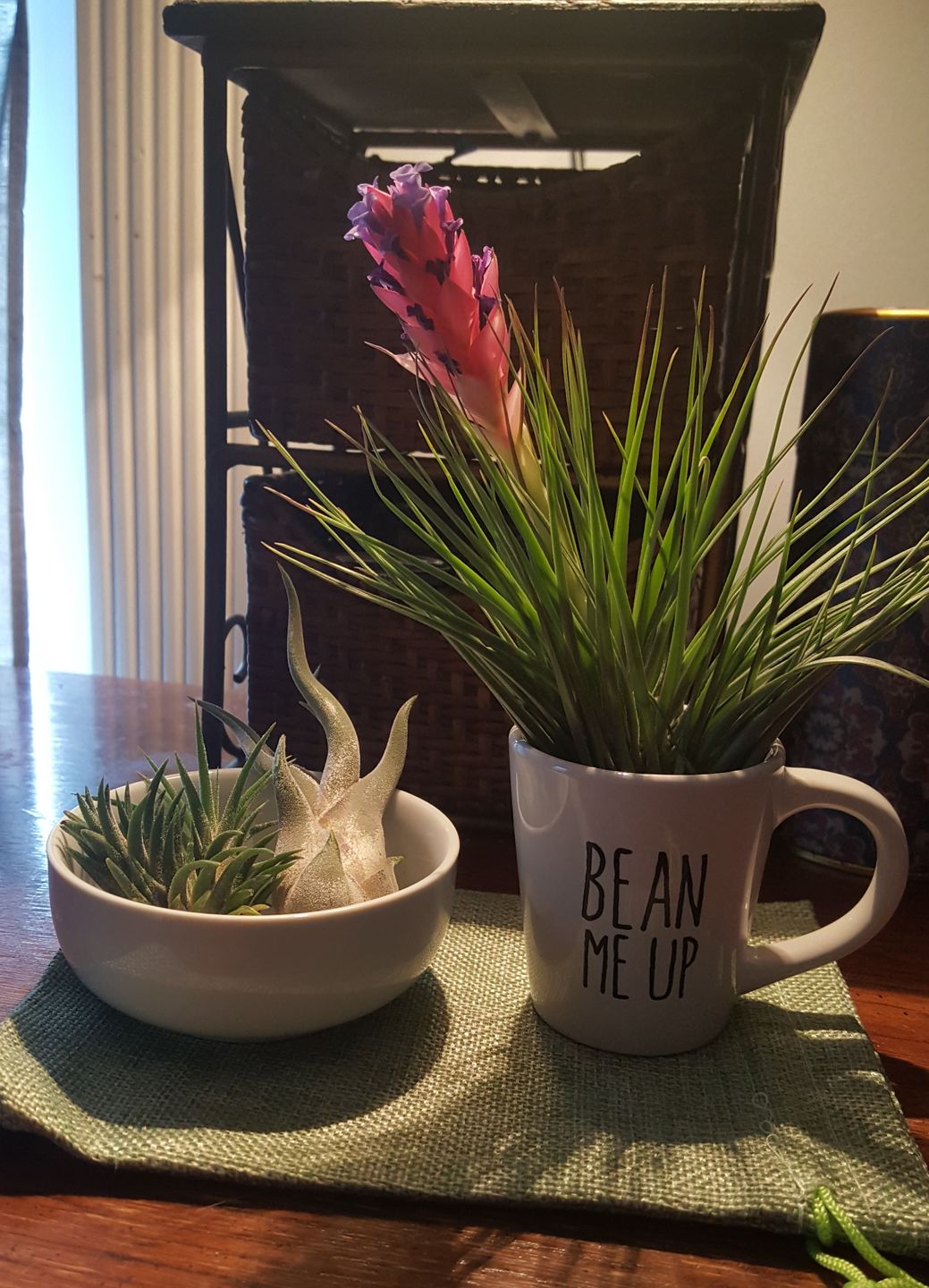 Customer photo review of 3 Air Plants & Fertilizer  Great Starter Mix