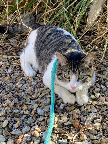 Customer photo review of Cat Harness Lead - 'The Gatsby' Rope Leash - Mint