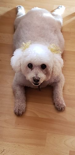 Customer photo review of Bailey's Full Spectrum Hemp Oil For Dogs w/ 300MG Naturally Occurring CBD