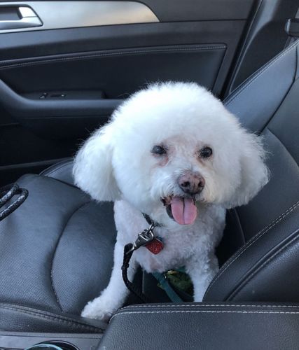 Customer photo review of Bailey's Omega Hemp Soft Chews - Bacon Flavored- 60 Count Bag