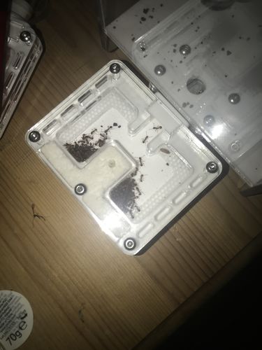 Customer photo review of AntKit Acrylic Nest Series 4 (Size 2)