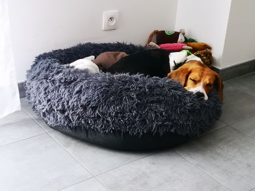 Customer photo review of Lit Apaisant Comfy® |  Pour Chien et Chat