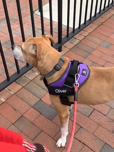 Customer photo review of Lifetime Warranty Personalized Doggykingdom® NO PULL Harness